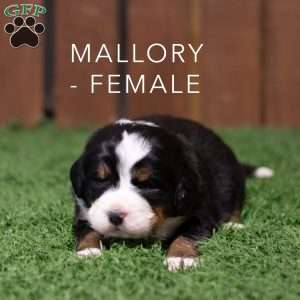Mallory, Bernese Mountain Dog Puppy